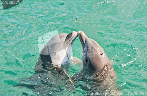 Image of Two Dolphins Kissing