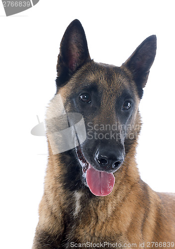 Image of belgian shepherd