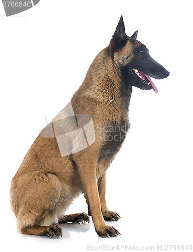 Image of belgian shepherd