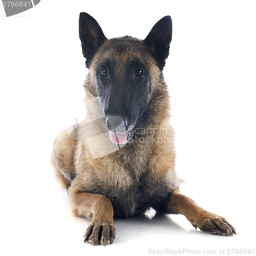 Image of belgian shepherd