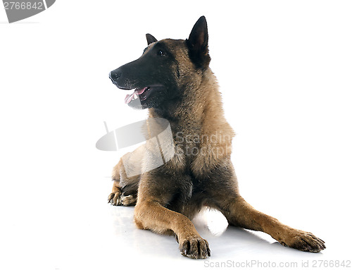 Image of belgian shepherd