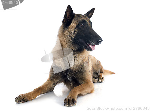 Image of belgian shepherd