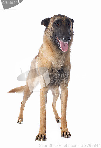 Image of belgian shepherd