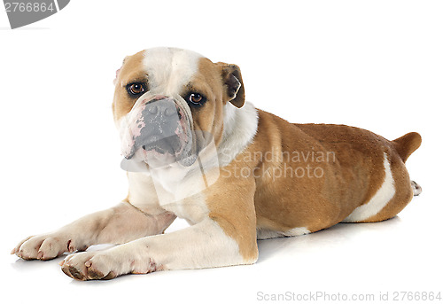 Image of english bulldog 