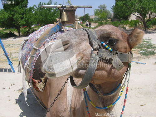 Image of Head of a resting camel