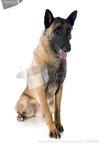 Image of belgian shepherd