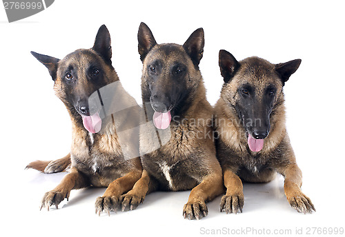 Image of three malinois