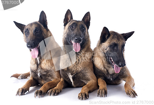 Image of three malinois