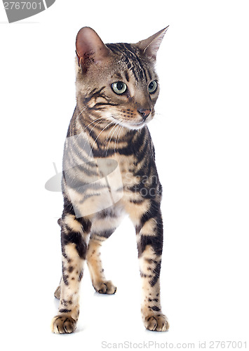 Image of bengal cat