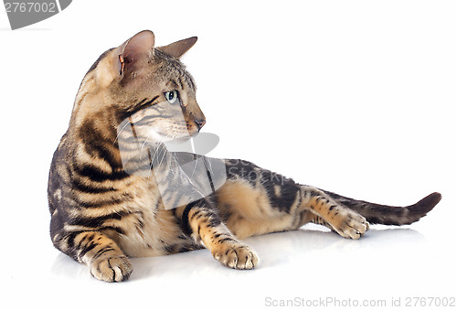 Image of bengal cat