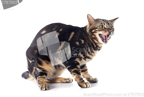 Image of meowing bengal cat
