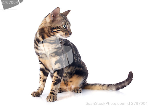 Image of bengal cat