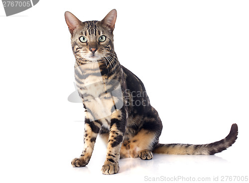 Image of bengal cat