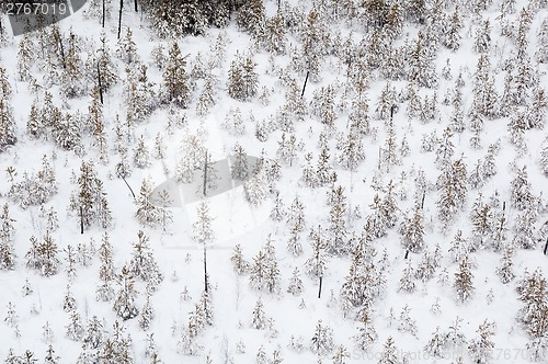 Image of aerial view of winter forest
