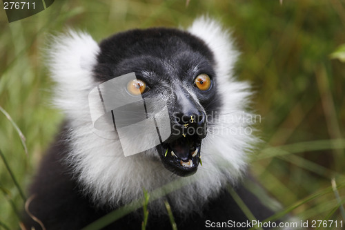 Image of black and white ruffed lemur taken in july 2007