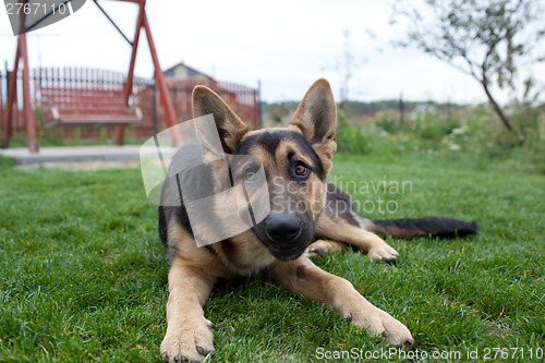 Image of German Shepherd