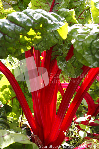 Image of rhubarb chard beta vulgaris