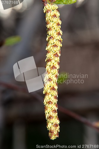 Image of Spring Birch catkins
