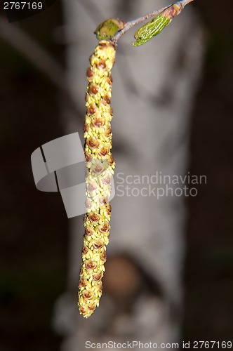 Image of Spring Birch catkins