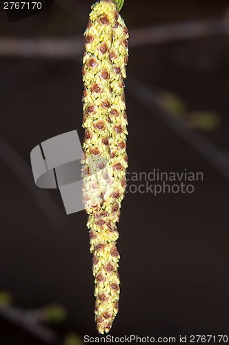 Image of Spring Birch catkins