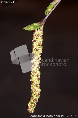 Image of Spring Birch catkins