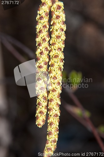 Image of Spring Birch catkins