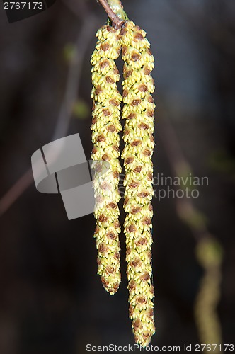 Image of Spring Birch catkins