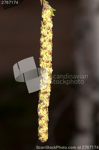 Image of Spring Birch catkins