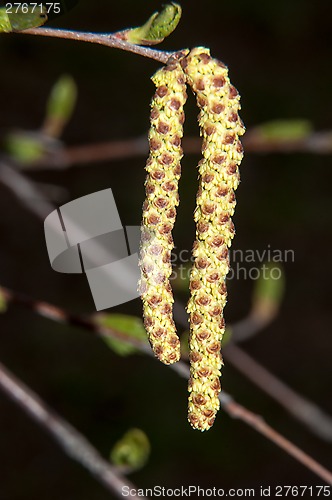 Image of Spring Birch catkins