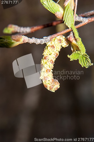 Image of Spring Birch catkins