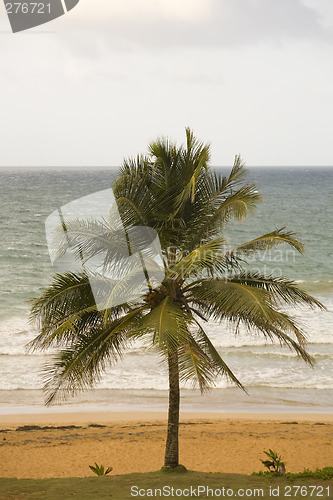 Image of Palm Tree, Luquillo Beach, Puerto Rico