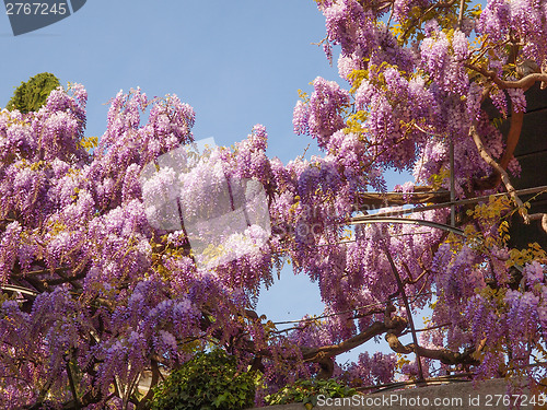 Image of Wisteria