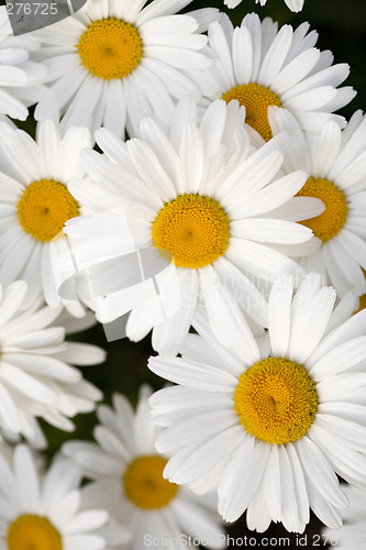 Image of Group of Beautiful Shasta Daisies