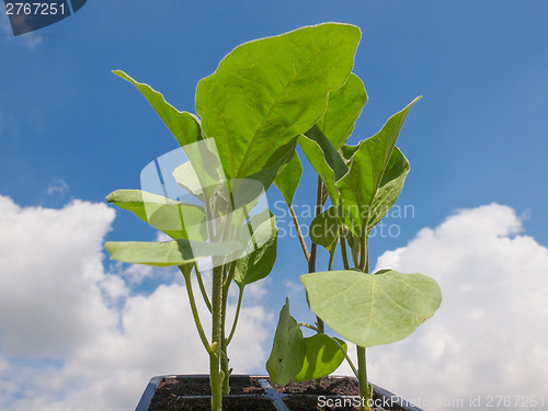 Image of Plug aubergine plant