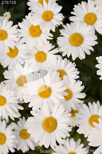 Image of Group of Beautiful Shasta Daisies