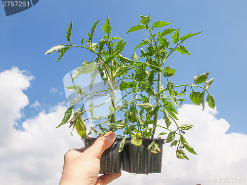 Image of Plug tomato plant