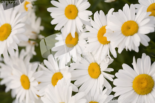 Image of Group of Beautiful Shasta Daisies