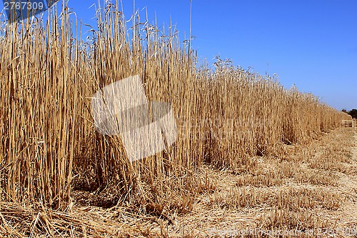 Image of Field of reeds