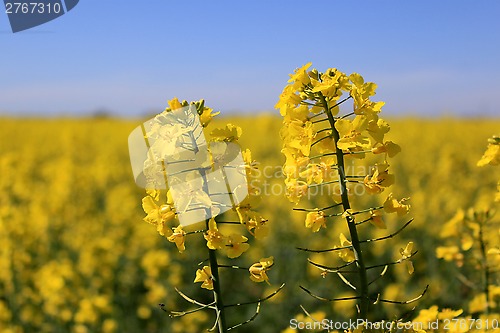 Image of Flowers of colza