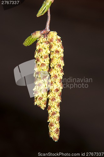 Image of Spring Birch catkins