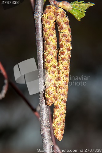 Image of Spring Birch catkins