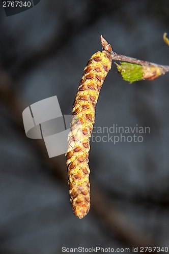 Image of Spring Birch catkins