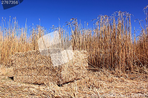 Image of Field of reeds