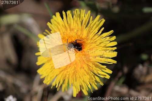 Image of A bee on a flower