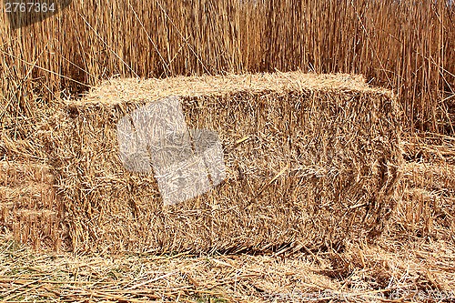 Image of Bundle of reeds
