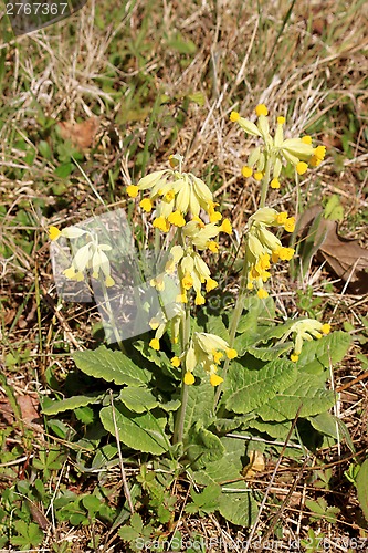 Image of Fleur of cuckoo