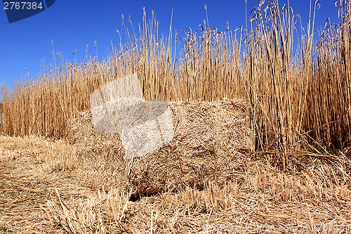 Image of Field of reeds