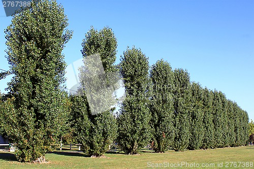 Image of trees in alignment