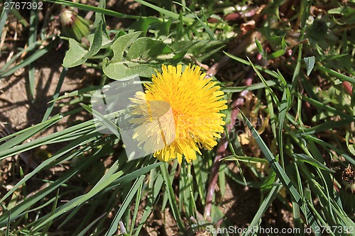 Image of Dandelion flower