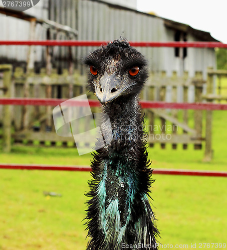 Image of Emu
